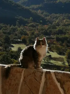 a cat sitting on top of a wall with a view at Etno house HAPPY VILLAGE in Cetinje