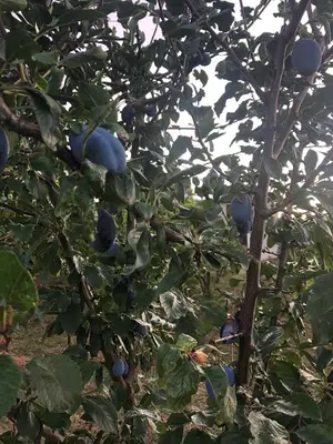 a tree with lots of blue fruits on it at Green Silence - Anja in Danilovgrad