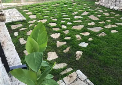 a plant in the middle of a garden with rocks at Green Silence - Iva in Danilovgrad