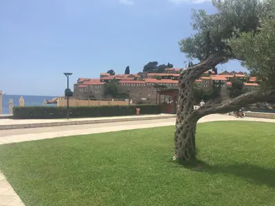 a tree sitting in a field of green grass at Apartments Vila Andja in Sveti Stefan