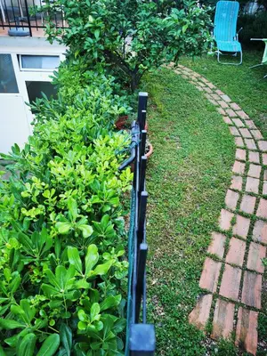 a baseball bat in a garden next to a bush at Apartments Vila Andja in Sveti Stefan