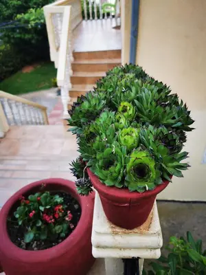 two potted plants on a stand next to a staircase at Apartments Vila Andja in Sveti Stefan