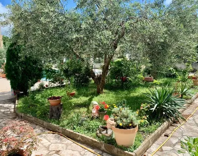 a garden with potted plants and a tree at Holiday apartments Petrovac in Petrovac na Moru