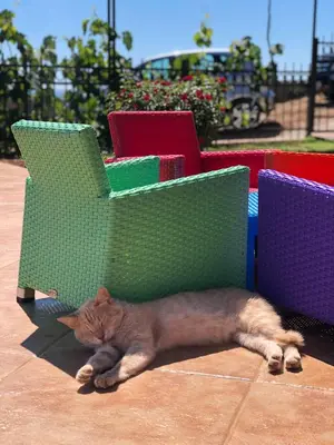 a cat laying on the ground between two chairs at Open Sky Apartments in Utjeha