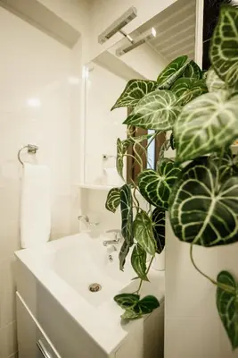 a bathroom with a potted plant next to a sink at Villa Danigo in Budva