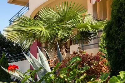 a bunch of plants in front of a building at Montenegro Apartments Utjeha in Utjeha