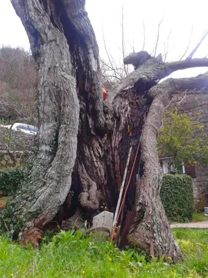 a large uprooting tree in a yard at Family Stone house with magical Sea View in Kaluđerac