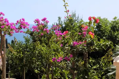 a bunch of pink flowers in a garden at Apartments Olga in Ulcinj