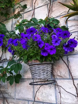 a basket of purple flowers hanging on a wall at Apartments Aleksandra Cetinje in Cetinje