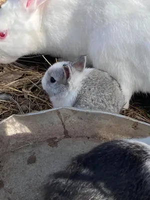 a white animal standing next to a small rabbit at Ranc Mujica in Bar
