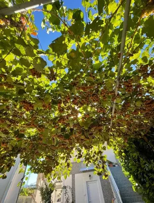 a tree with leaves in front of a building at Apartments F in Podgorica