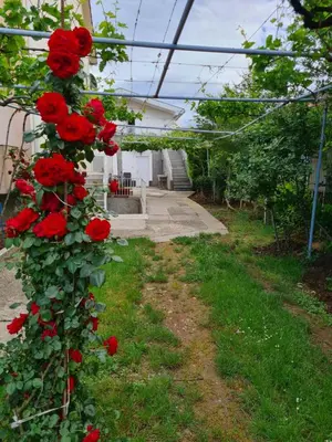 a bunch of red roses growing on a fence at Apartments F in Podgorica