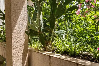 a plant sitting on a wall in a garden at Splendid Apartments in Budva