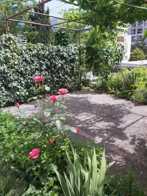 a garden with pink flowers and a sidewalk at Magnolia Lux Apartments in Budva