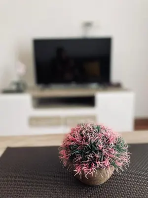 a small plant sitting on a table in a living room at Casa Nita in Ulcinj