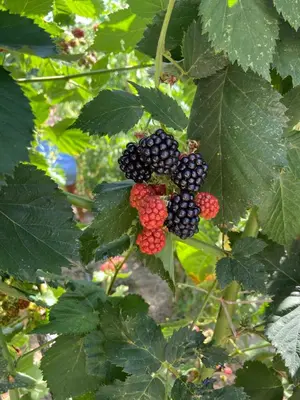 a bunch of blackberries and red berries on a tree at Kotor Apartman Green Sailor in Kotor