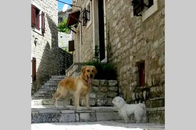 two dogs standing on steps next to a building at Apartman Aleksandra in Ulcinj