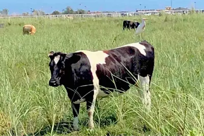 a black and white cow standing in a field of grass at Rajana Bungalow - Ulcinj in Ulcinj