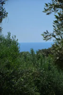 a group of trees with a blue sky in the background at OLEA COTTAGE in Ulcinj
