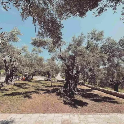 a group of olive trees in a park at OLEA COTTAGE in Ulcinj