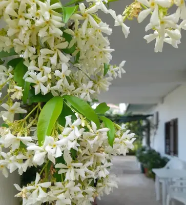 a bunch of white flowers hanging from a tree at Apartments Marina in Becici