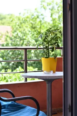 a potted plant sitting on a table on a balcony at Perfect Location close to Jaz beach - Apartments Rora Knezevic in Budva