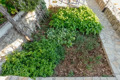 a garden with green plants next to a wall at Villa Marija **** with private pool in Budva