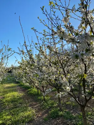 a row of trees with white flowers on them at BIO VILLAS in Podgorica