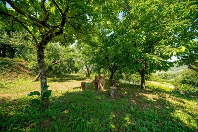 a group of trees in a field with grass at Ethno house OSOBAK in Virpazar