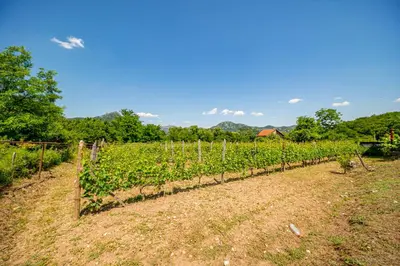 a row of vines in a vineyard at Ethno house OSOBAK in Virpazar