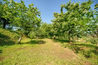 a dirt trail through a forest with trees at Ethno house OSOBAK in Virpazar