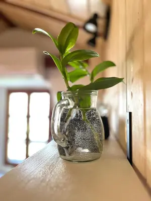 a plant in a glass vase on a counter at HealthyStudio512 Apartments in Kotor