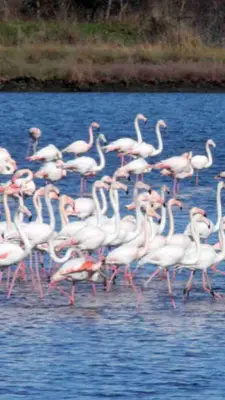 a flock of pink flamingos walking in the water at Rajana Bungalow 2olive House in Ulcinj