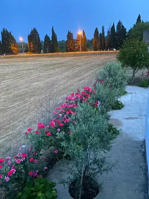 a row of pink flowers in a field at Margaritaville in Ulcinj