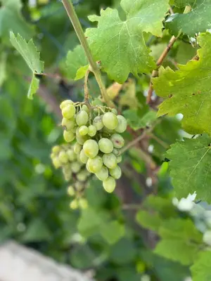 a bunch of green grapes hanging from a tree at Villa Dafina in Donji Štoj