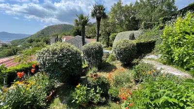 a garden with many plants and flowers on a hill at Mountains Villa near Budva in Budva