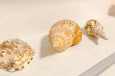 three snail shells sitting on a table at Delightful Studio Soho City in Bar