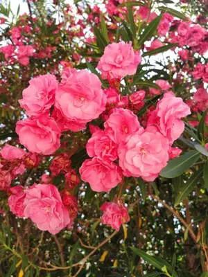 a bunch of pink flowers on a tree at DUBRAVA 115 in Dobra Voda