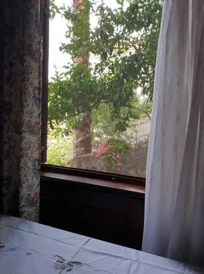 a window with a view of a tree at Apartman Veliki Pijesak in Dobra Voda