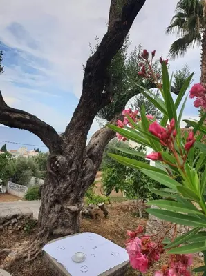 a tree with pink flowers in a garden at Apartman Veliki Pijesak in Dobra Voda
