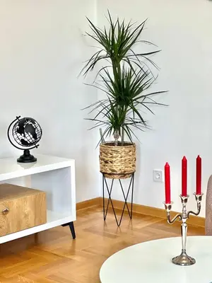 a plant in a basket in a living room with red candles at Azure Apartments in Budva