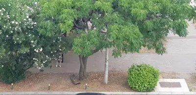 a snake under a tree in a park at Apartman na najboljoj lokaciji , nedaleko od plaže in Bar