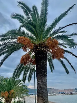 a palm tree on the beach near the water at Apartman Ana Zeleni pojas in Bar
