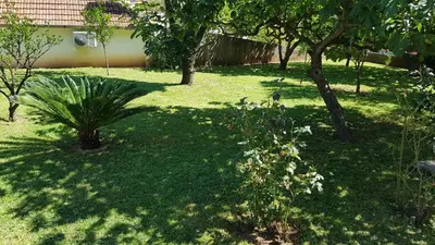 a garden with a palm tree in the grass at Apartment Angel in Kotor