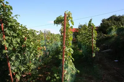 a row of grape vines in a field at SKADAr LAKE SARA 3 DM in Cetinje