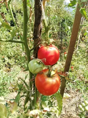 a bunch of tomatoes growing on a plant at Apartmani EMMA in Kotor