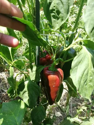 a person holding a red chili pepper on a plant at Apartmani EMMA in Kotor
