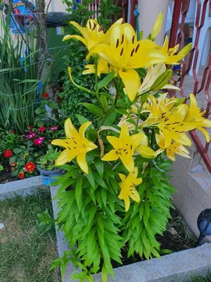 a bunch of yellow flowers in a garden at Village house DUNJA in Virpazar