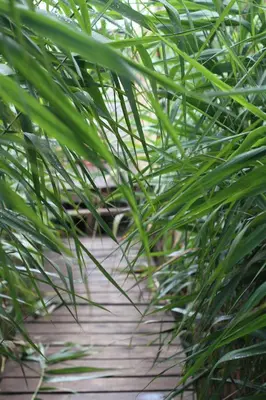 a cat is laying on a wooden path at Zen House for 2 in Ulcinj