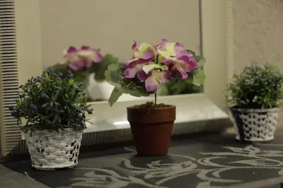 three potted plants sitting on a table in front of a mirror at Apartment Alexandra in Budva